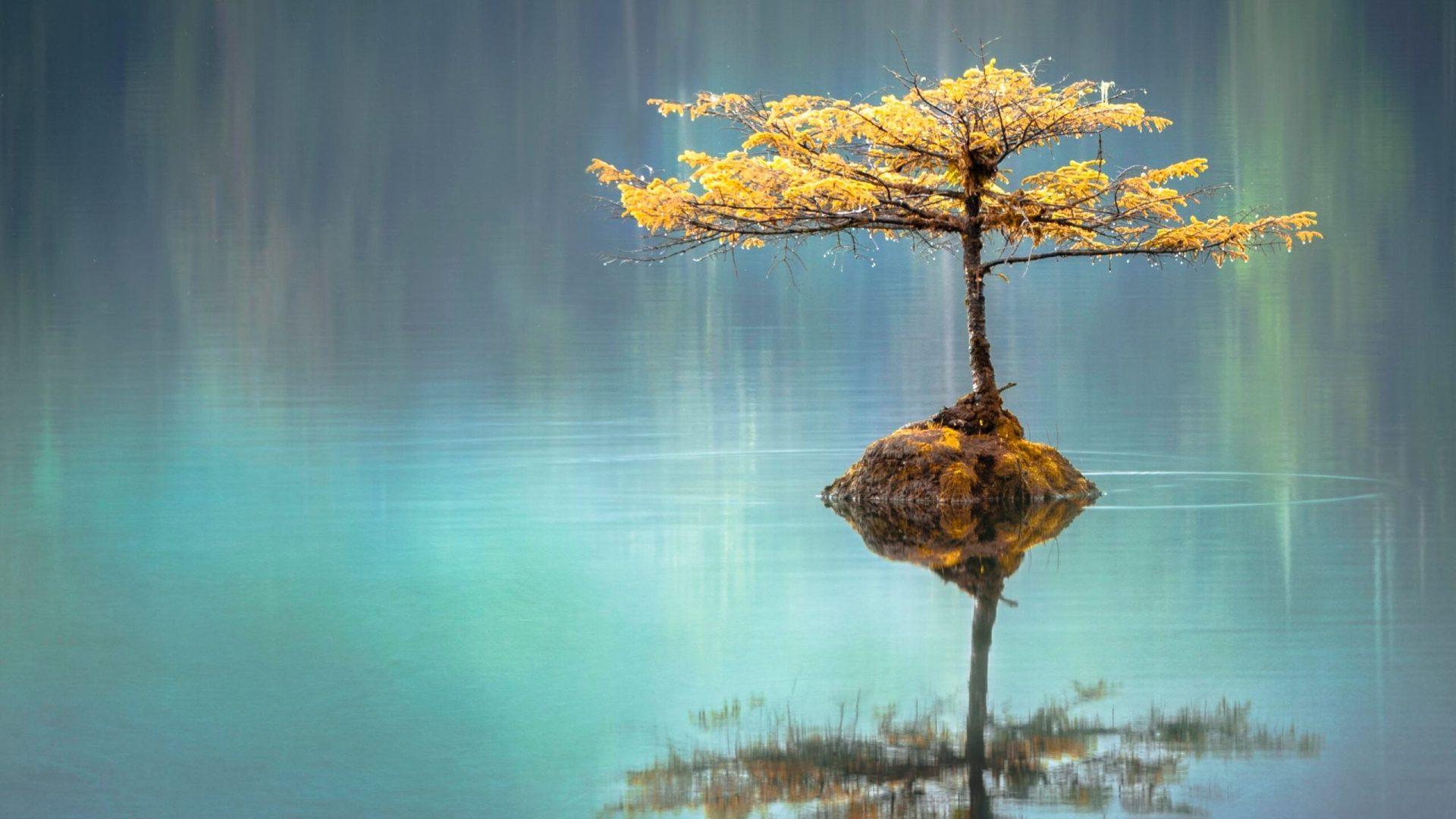 bonsai in water